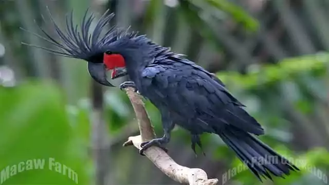 Black Palm Cockatoo