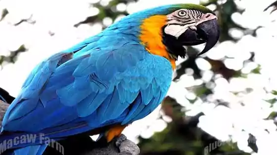 Macaw bird