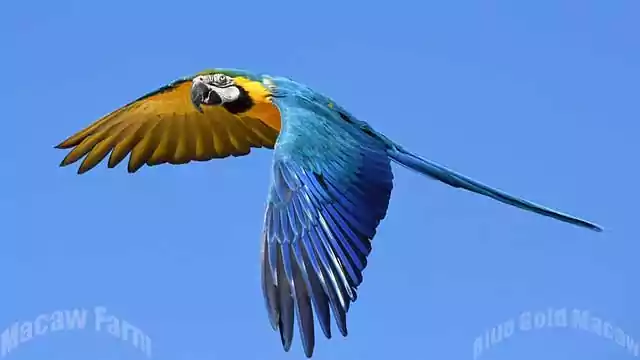 blue and gold macaw