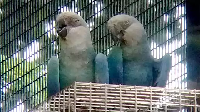 Blue macaw extinct