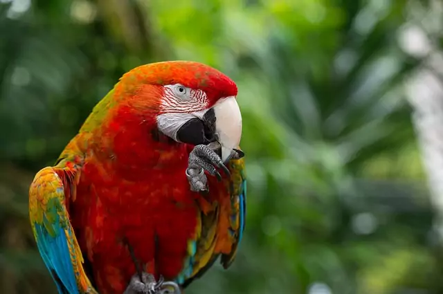 Catalina Macaw