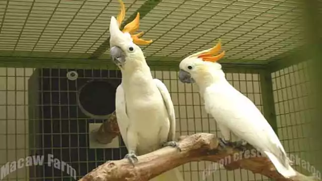 Citron-crested cockatoo