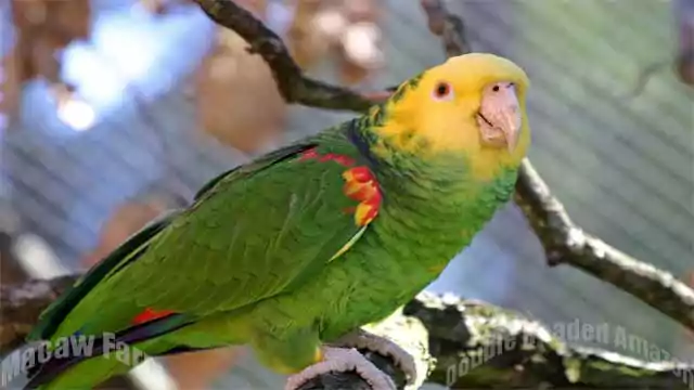 Double Yellow-Headed Amazon Parrot