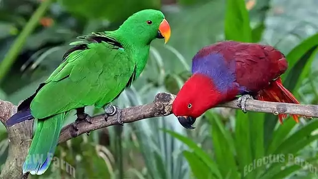 Eclectus Parrot