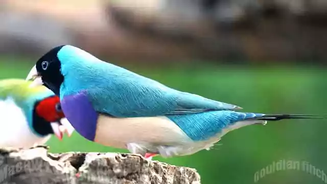 Gouldian finch