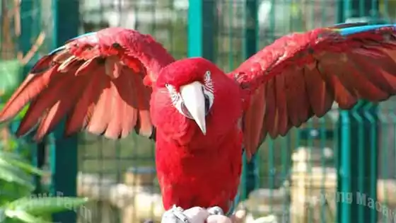 Macaw bird, Green wing Macaw