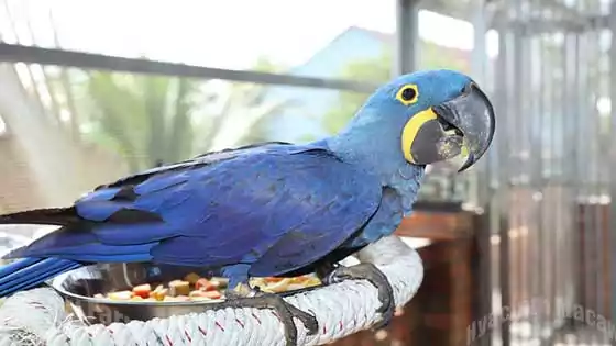 Macaw bird, Hyacinth Macaw