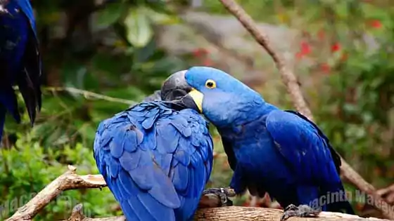 talking parrot, Hyacinth Macaw
