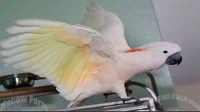 Moluccan Cockatoo