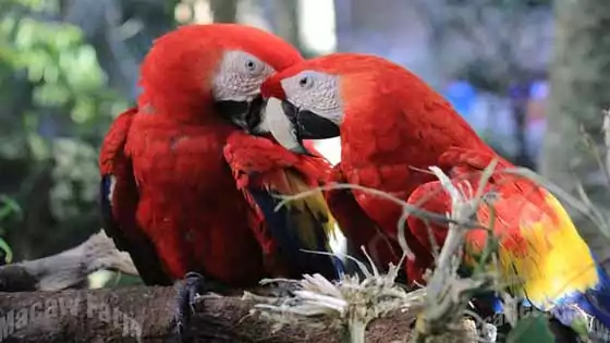 Macaw bird, Scarlet Macaw