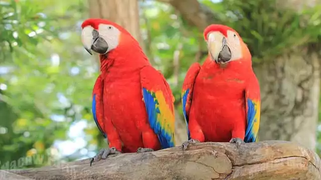 Scarlet Macaw 