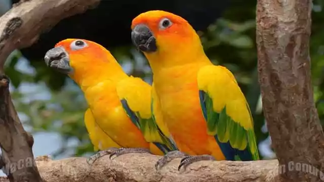 Sun Conure