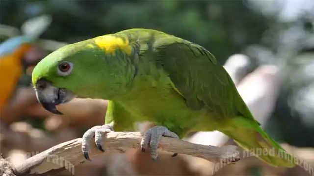Yellow-naped Amazon parrot