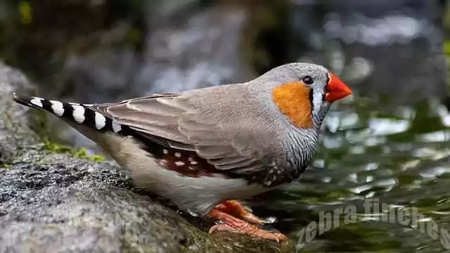 Zebra Finches