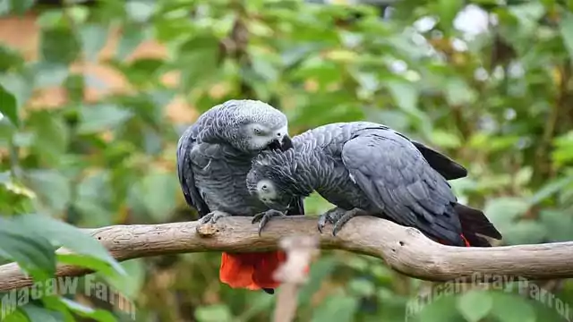  African Gray Parrot 