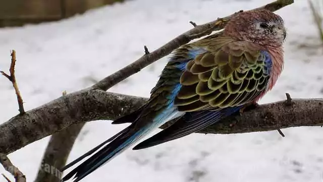 bourke parakeet