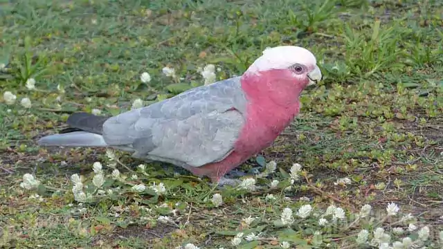 galah cockatoo