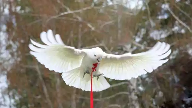 Goffin Cockatoo Bird Species Parrot Macaw Farm Parrots