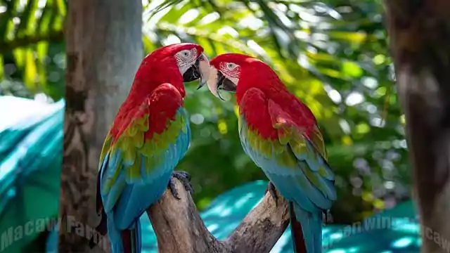 Green-wing Macaw
