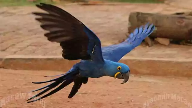 Hyacinth Macaw