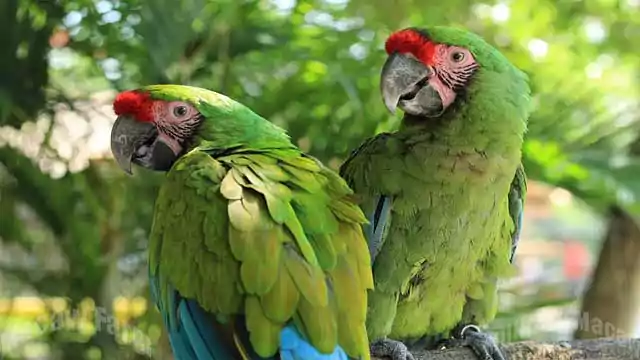 Millitary Macaw