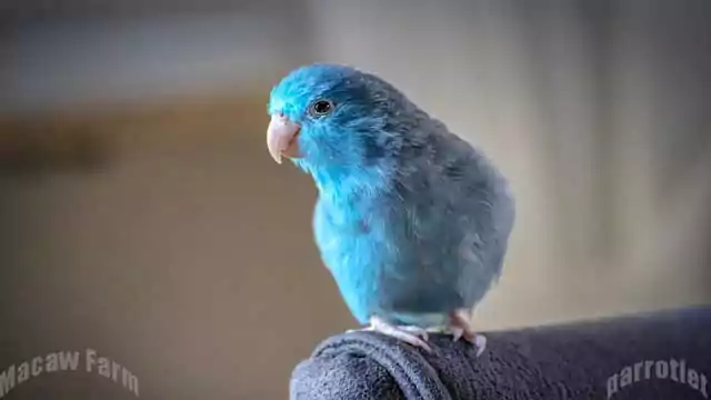 parrotlet