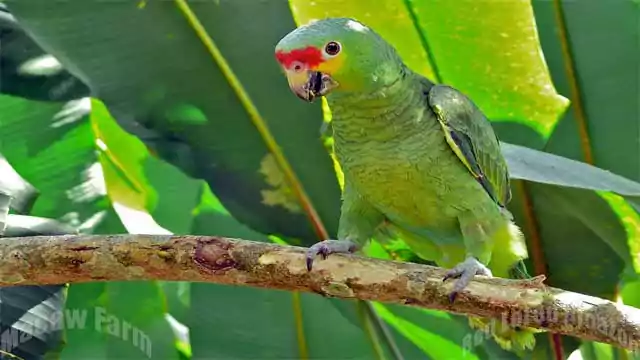 Red-Lored Amazon Parrot