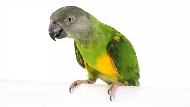 senegal parrot