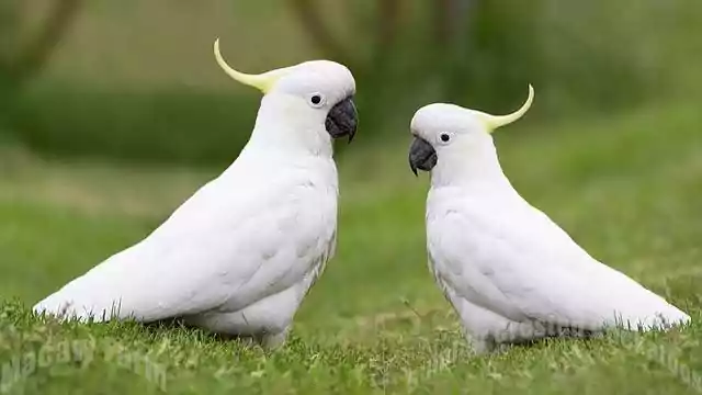 sulphur-crested cockatoo 