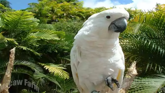 umbrella cockatoo