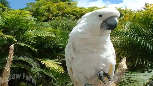  umbrella cockatoo