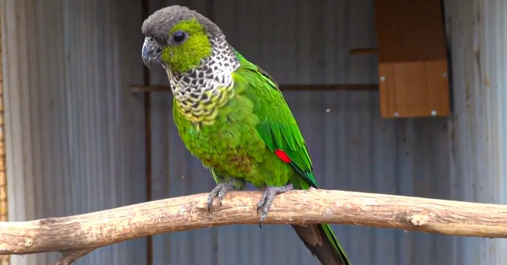 black capped conure