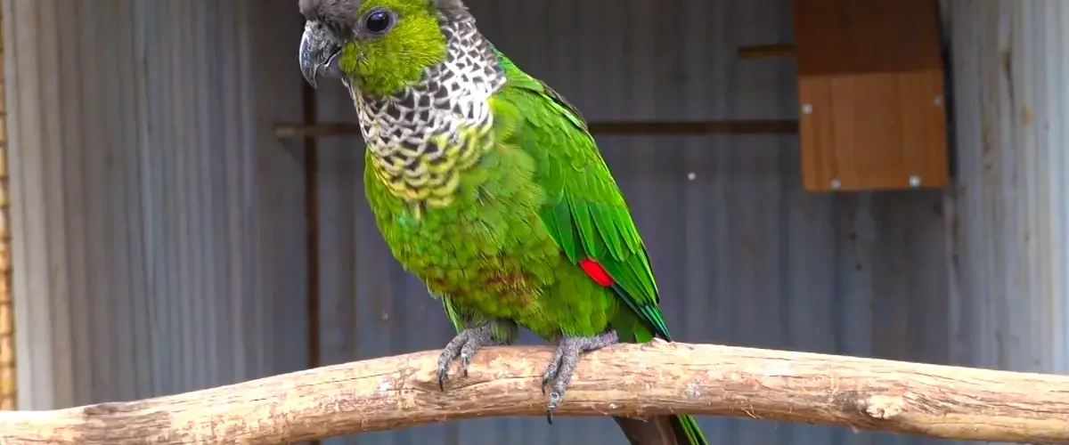 black capped conure