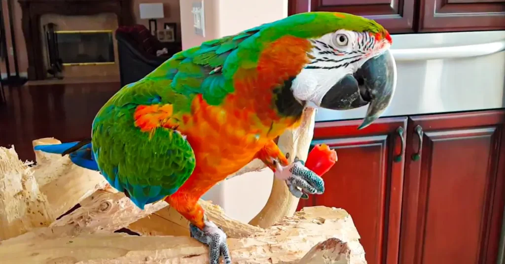 harlequin macaw