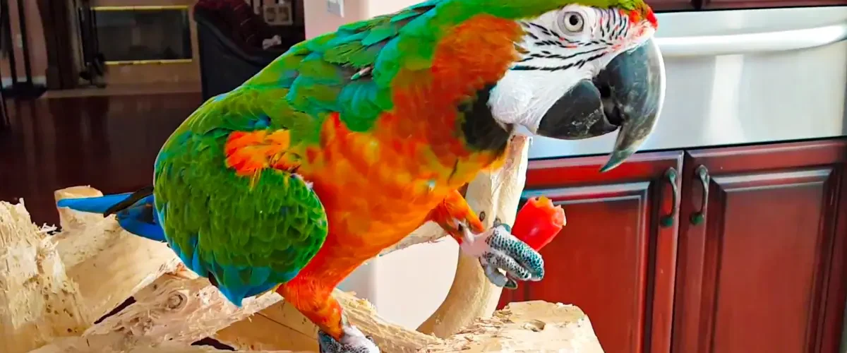 Harlequin Macaw