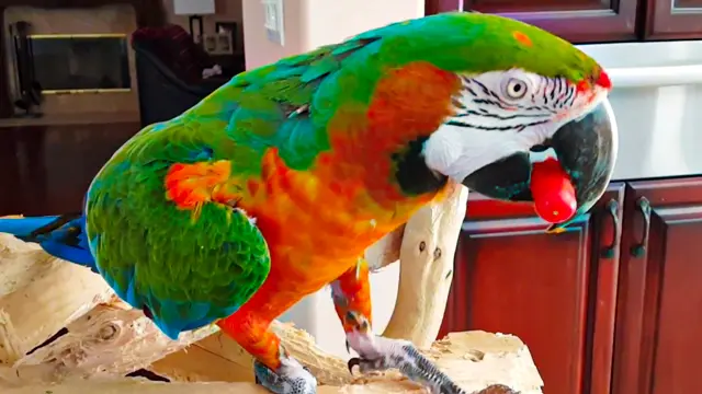 harlequin macaw