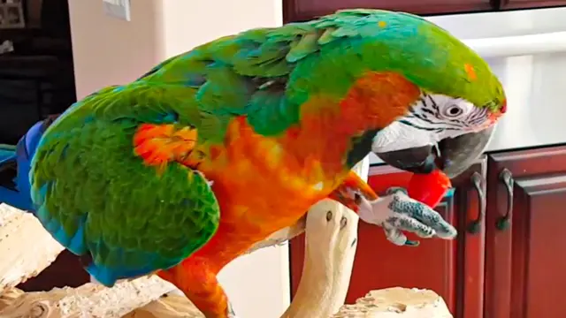 harlequin macaw