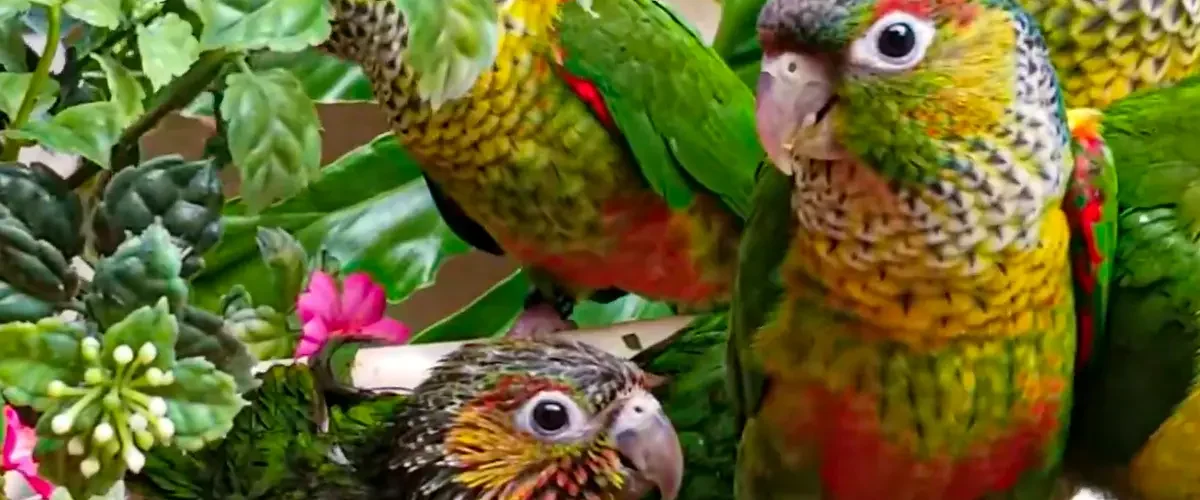 opaline black capped conure