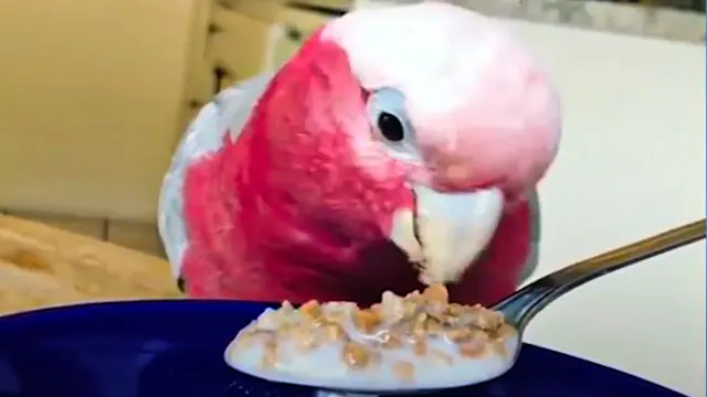 rose breasted cockatoo