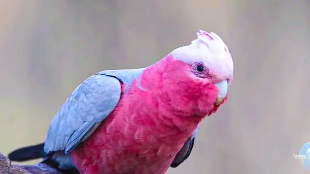 rose breasted cockatoo