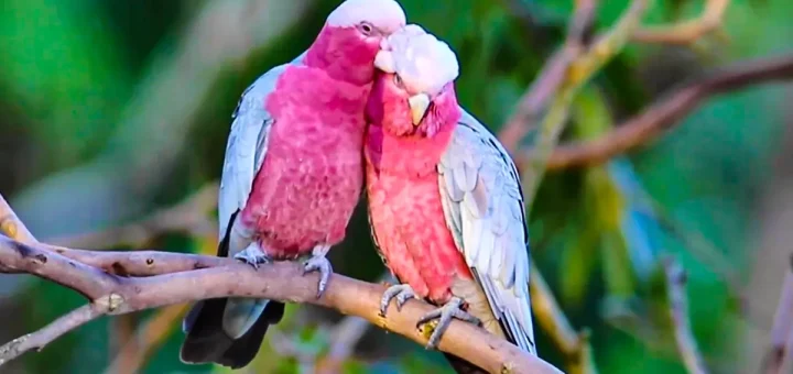 Rose Breasted Cockatoo