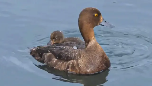 Unique Duck Names