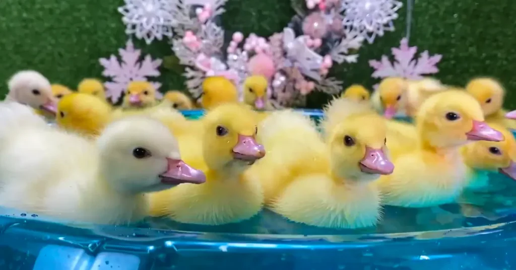 Cute Duck Names