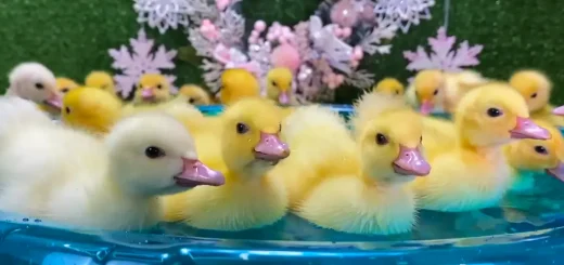 Cute Duck Names