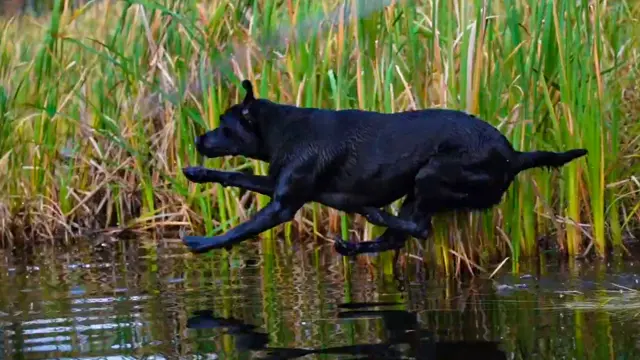 male duck hunting dog names