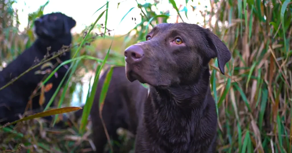 male duck hunting dog names