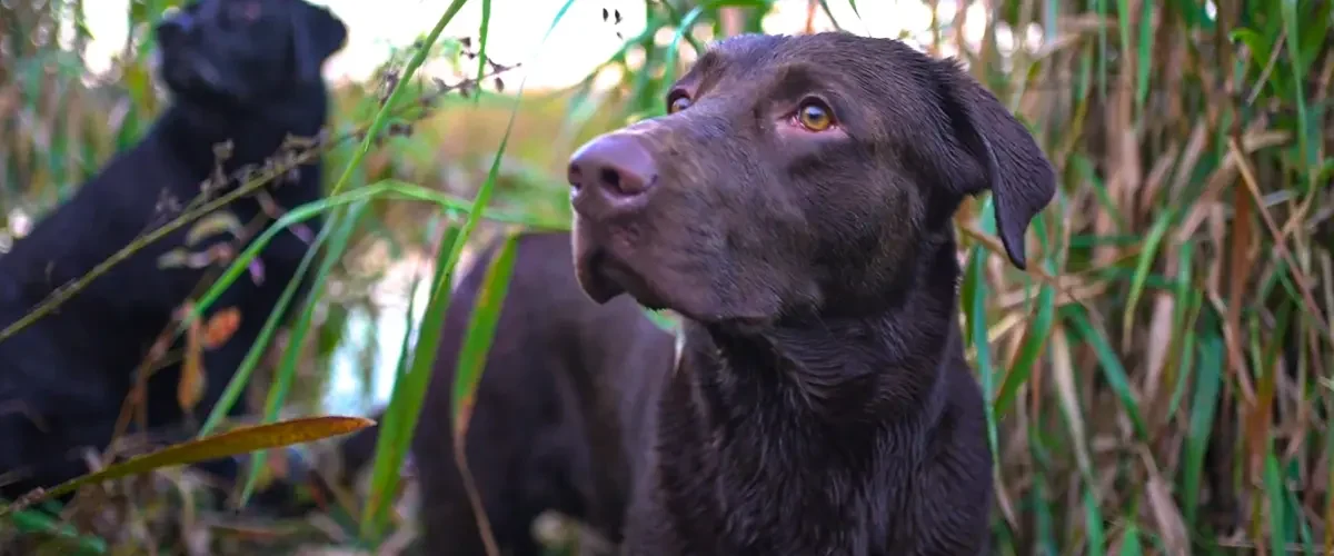 male duck hunting dog names