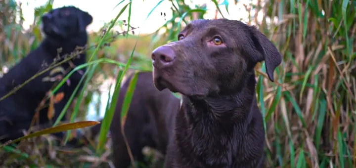 male duck hunting dog names