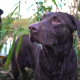 male duck hunting dog names