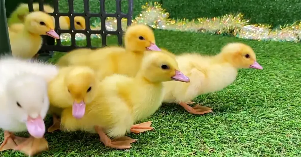 yellow duck names